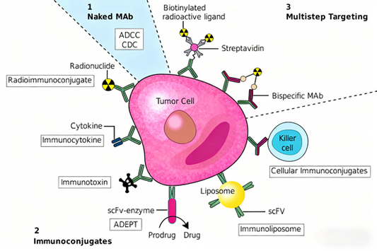Monoclonal Antibodies: Achieving Precise Targeted Therapy Through Structural Optimization and Functional Design