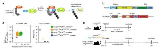 Can FOXP3 Antibody Reveal New Mechanisms for Maintaining Regulatory T Cell Function?