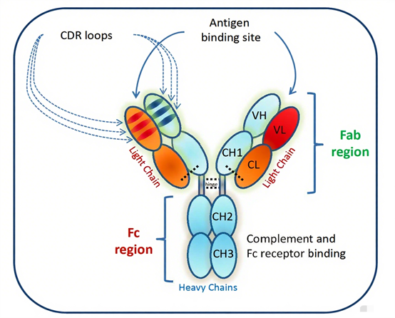 Monoclonal Antibodies: Reshaping the Landscape of Modern Disease Treatment