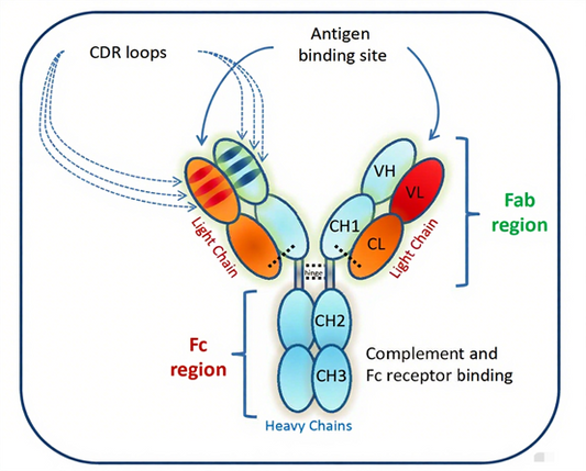 Monoclonal Antibodies: Reshaping the Landscape of Modern Disease Treatment