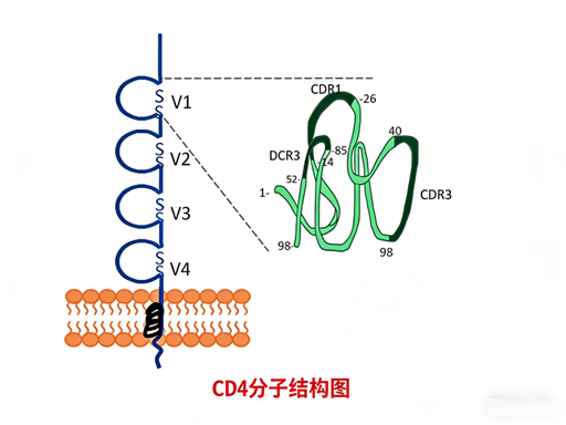CD4 Antibodies: Key Characteristics and Versatile Applications in Immunological Research