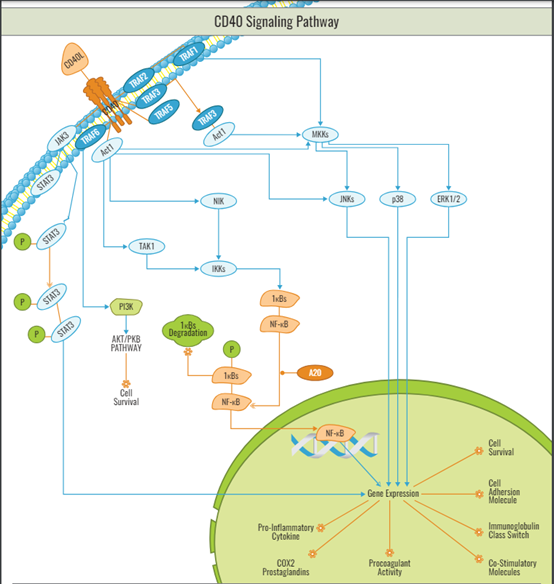 Targeting the CD40/CD40L (CD154) Pathway: A Promising Breakthrough in Immunotherapy