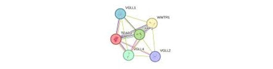 TEAD3 Transcription Factor: From Molecular Features to Disease Relevance—Powered by ANT BIO PTE. LTD.