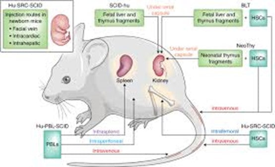 The SHPS1 Mouse Model: Unraveling Immune Regulation, Tumor Evasion, and Neurological Function—Supported by ANT BIO PTE. LTD.