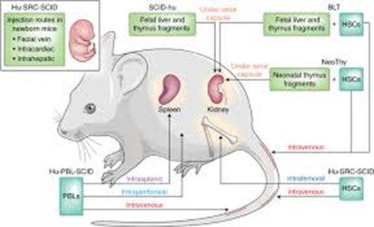 The SHPS1 Mouse Model: Unraveling Immune Regulation, Tumor Evasion, and Neurological Function—Supported by ANT BIO PTE. LTD.