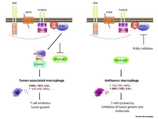 SHPS1: A Pivotal Regulator of Immune Signaling, Tumor Evasion, and Beyond—Powered by ANT BIO PTE. LTD.