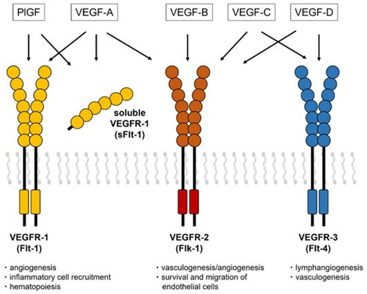Soluble fms-like Tyrosine Kinase-1 (sFlt-1): Pathophysiological Roles and Clinical Translations—Powered by ANT BIO PTE. LTD.