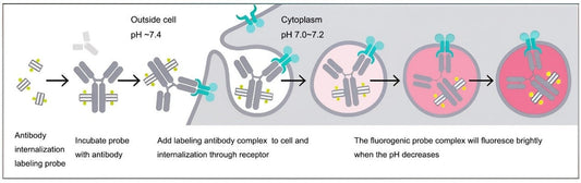 pHrodo™ Fluorescent Probes: Revolutionizing Live-Cell Tracking with pH-Sensitive Precision—Powered by ANT BIO PTE. LTD.