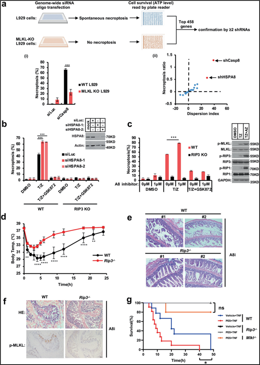 P10636 (HSPA8): A Conserved Molecular Chaperone Shaping Disease Therapy—Powered by ANT BIO PTE. LTD.