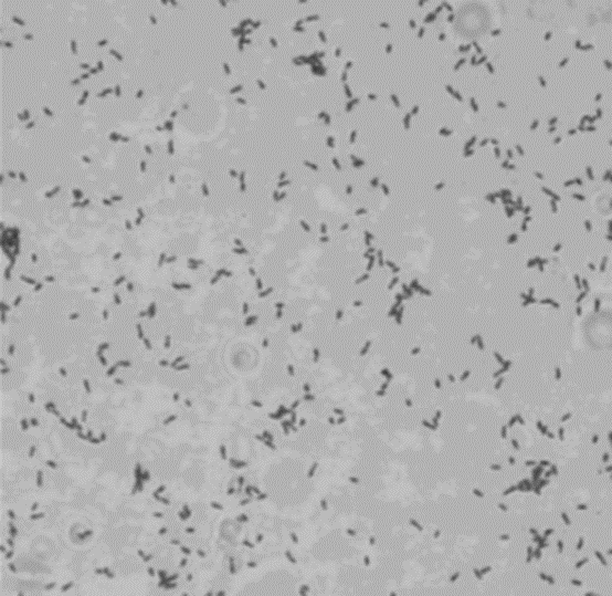 NF-A3: Multidimensional Roles in Tumor Biology, Inflammation, Environment, and Virology—Powered by ANT BIO PTE. LTD.