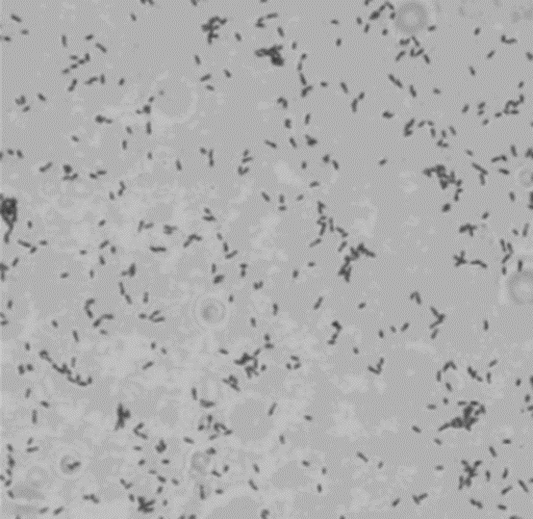 NF-A3: Multidimensional Roles in Tumor Biology, Inflammation, Environment, and Virology—Powered by ANT BIO PTE. LTD.