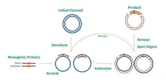 Site-Directed Enzymatic Cleavage Technology: The Precision "Molecular Scalpel" Transforming Genetic Engineering—Backed by ANT BIO PTE. LTD.
