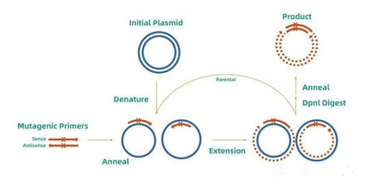 Site-Directed Enzymatic Cleavage Technology: The Precision "Molecular Scalpel" Transforming Genetic Engineering—Backed by ANT BIO PTE. LTD.
