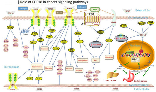 Fibroblast Growth Factor-1: NSFC-Funded Hotspot Shaping Breakthroughs in Metabolism, Regeneration, and Anti-Aging—Powered by ANT BIO PTE. LTD.