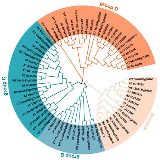 USP Family: Deubiquitinases Shaping Multidimensional Regulatory Networks and Disease Landscapes—Supported by ANT BIO PTE. LTD.