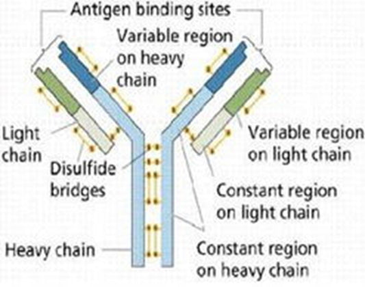tPAIC Antibodies: Emerging Biomarkers and Therapeutic Anchors in Thrombolytic Therapy—Powered by ANT BIO PTE. LTD.