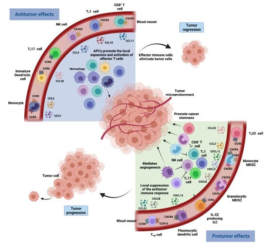 LERK-3 (Ephrin-A3/EFNA3) Recombinant Protein: Mechanisms, Biomedical Applications, and Translational Innovations