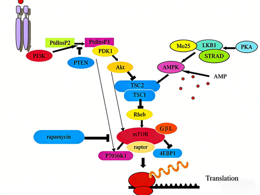mTOR (Ser2448) Phosphorylation: Unveiling the Regulatory Core of the mTOR Signaling Network