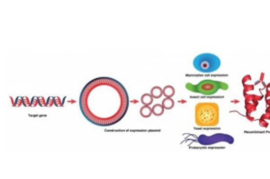 Recombinant P84 Protein: Structure, Function, and Translational Applications