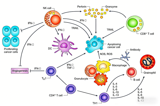 Human IL2RA Protein (CD25): A Dual-Faced Target Shaping the Future of Immunotherapy | ANT BIO PTE. LTD.