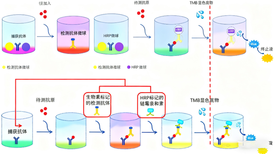 Optimizing One-Step ELISA Detection: Key Technical Insights and ANT BIO PTE. LTD.’s Solutions