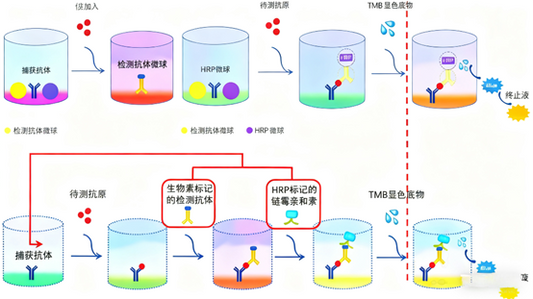 Optimizing One-Step ELISA Detection: Key Technical Insights and ANT BIO PTE. LTD.’s Solutions