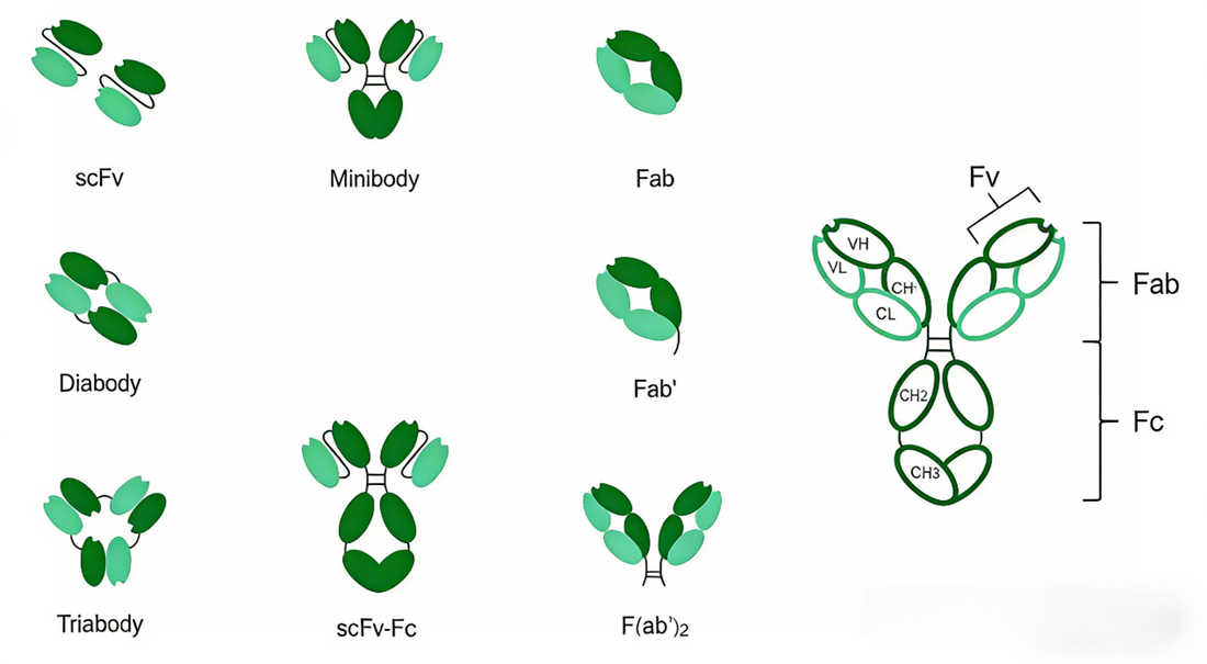 Efficient Customization of Fab Antibodies: Principles, Technologies & Professional Services