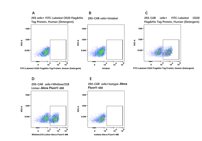 Precise Customization of Full-Length Antibodies: Principles, Workflows &amp; Professional Services