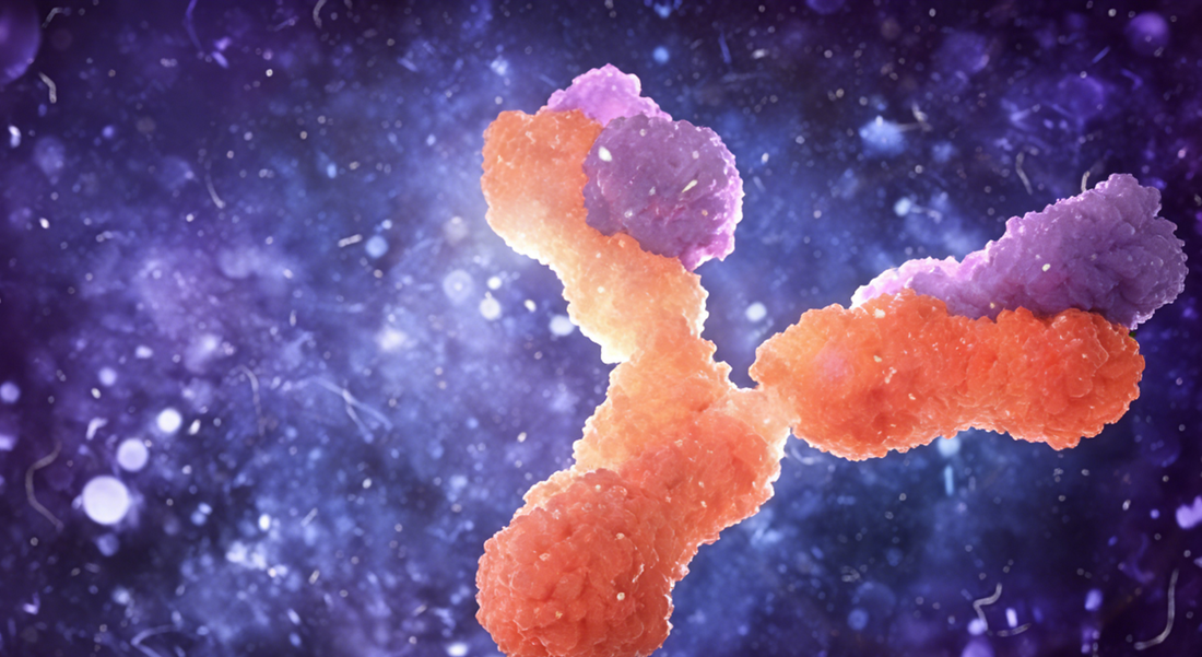 How to achieve precise customization of recombinant antibodies?