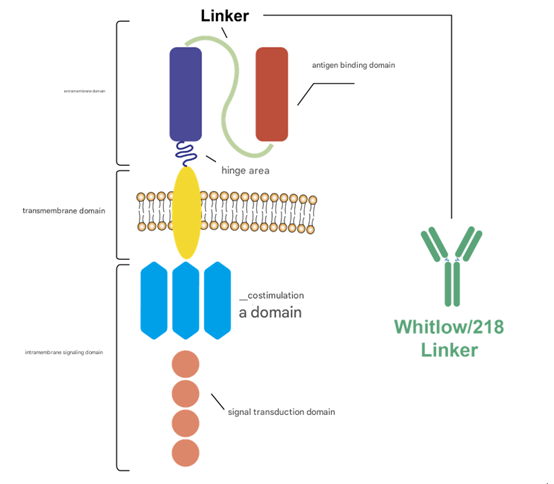 Whitlow/218 Linker: Transforming Antibody Drug Development by Solving Stability &amp; Production Challenges