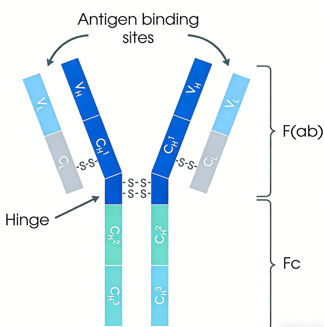 Custom Polyclonal Antibodies: Tailored to Your Unique Research Requirements