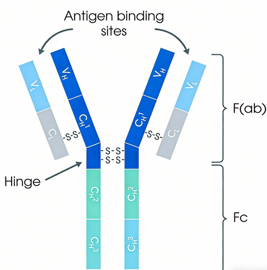Custom Polyclonal Antibodies: Tailored to Your Unique Research Requirements