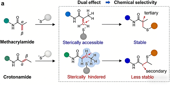 Specific Chemical Labeling of Protein Lysine Methacrylation: Mechanisms, Methods and Research Tools