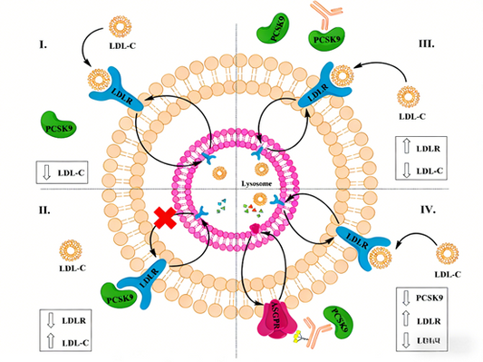 Site-Specific Antibodies: Enabling Precision Targeted Protein Degradation &amp; Cutting-Edge Epigenetic Research