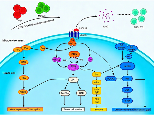 Mouse CD185 (CXCR5) Antibodies: Enabling CXCR5-Targeted ADC Development and Mechanistic Exploration