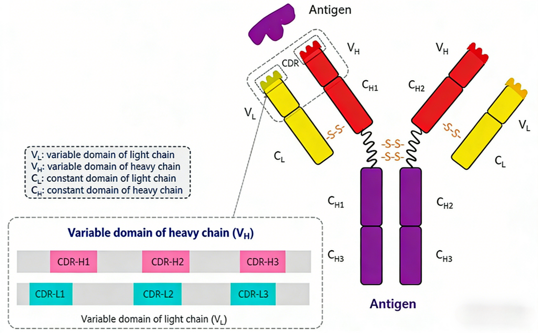Efficient Antibody Sequence Design: The Cornerstone of Antibody Engineering and Drug Development