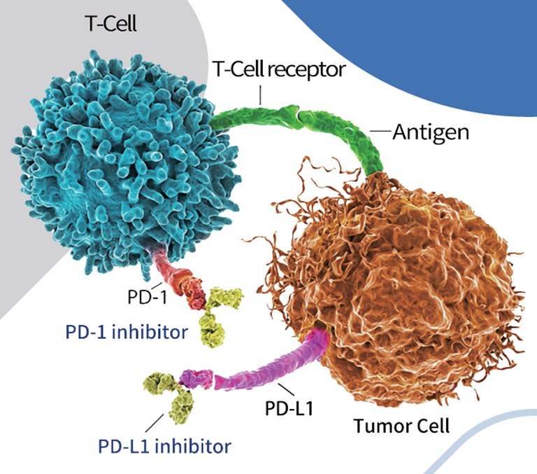 How to Achieve Precise Customization of Protein Antibodies?