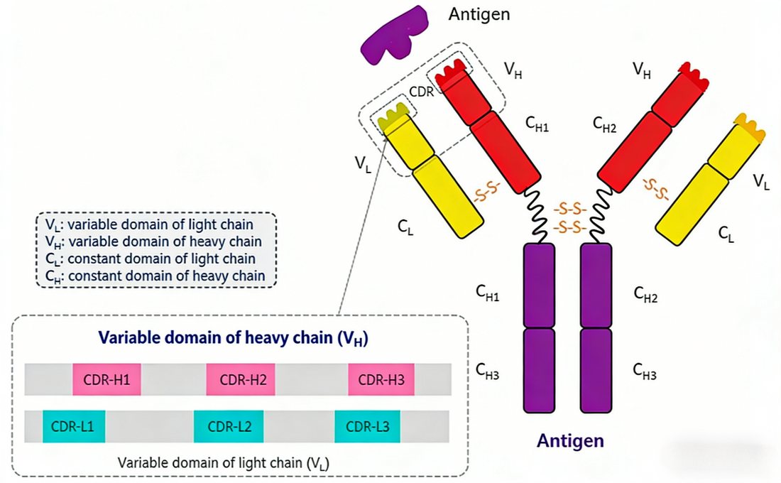 How to Perform Efficient Antibody Sequence Design?