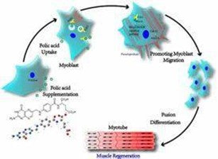 FOLR1: A Promising Therapeutic Target for Precision Cancer Therapy – AntBio