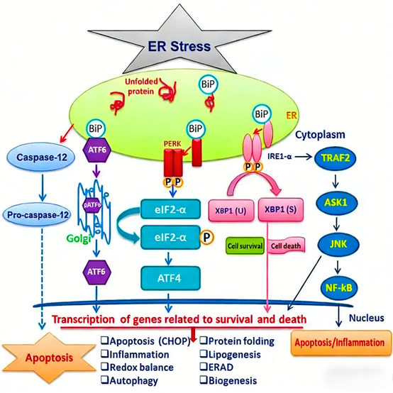 Antibody & Magnetic Bead Tools: Unlocking ER Stress Research and High-Throughput Functional Genomics