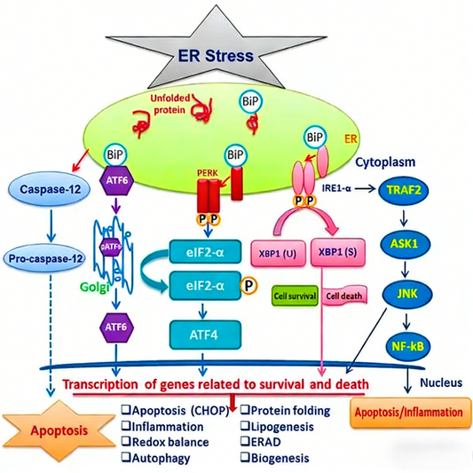Antibody & Magnetic Bead Tools: Unlocking ER Stress Research and High-Throughput Functional Genomics