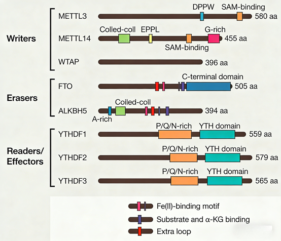 Antibody Kit Tools for Epitranscriptomics and Cellular Stress Biology Research