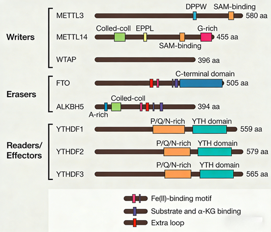 Antibody Kit Tools for Epitranscriptomics and Cellular Stress Biology Research
