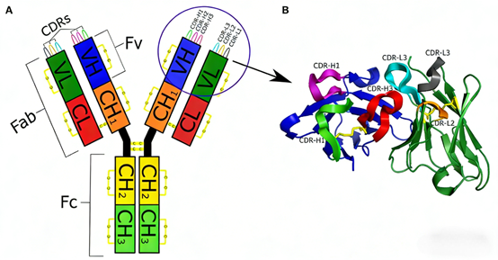 Antibody Engineering & Epitranscriptomics: Cutting-Edge Tools for RNA Methylation and Functional Antibody Research