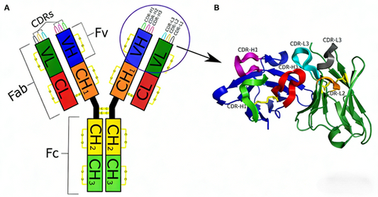 Antibody Engineering & Epitranscriptomics: Cutting-Edge Tools for RNA Methylation and Functional Antibody Research