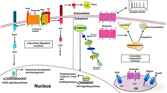 PSEN1 &amp; CDK2 Antibodies: Core Research Tools for Neurodegeneration and Tumor Biology