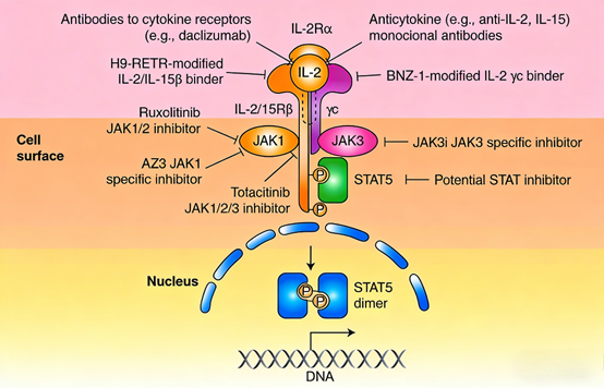 IL-2 & IL-6: Core Cytokine Research Tools for Immunology, Immunotherapy and Inflammation Biology