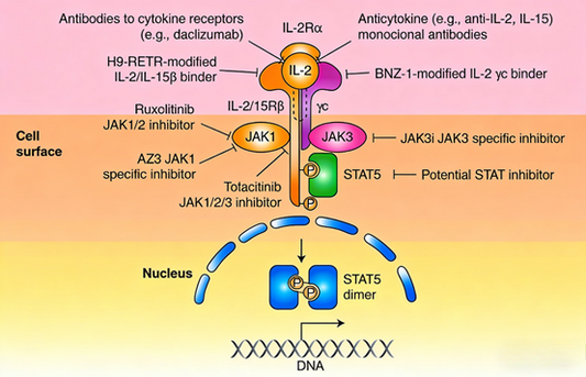 IL-2 & IL-6: Core Cytokine Research Tools for Immunology, Immunotherapy and Inflammation Biology