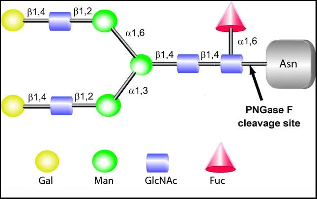 N‑Glycosidases: Molecular Mechanisms, Engineering Innovations, and Transformative Applications in Glycobiology