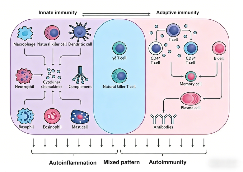 How Do Cytokine Antibodies Decode the Regulatory Network of Autoimmune Diseases?